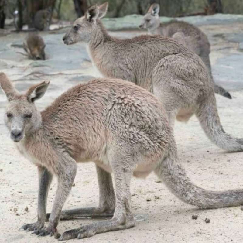 GoEco Australia - Wild Animal Sanctuary