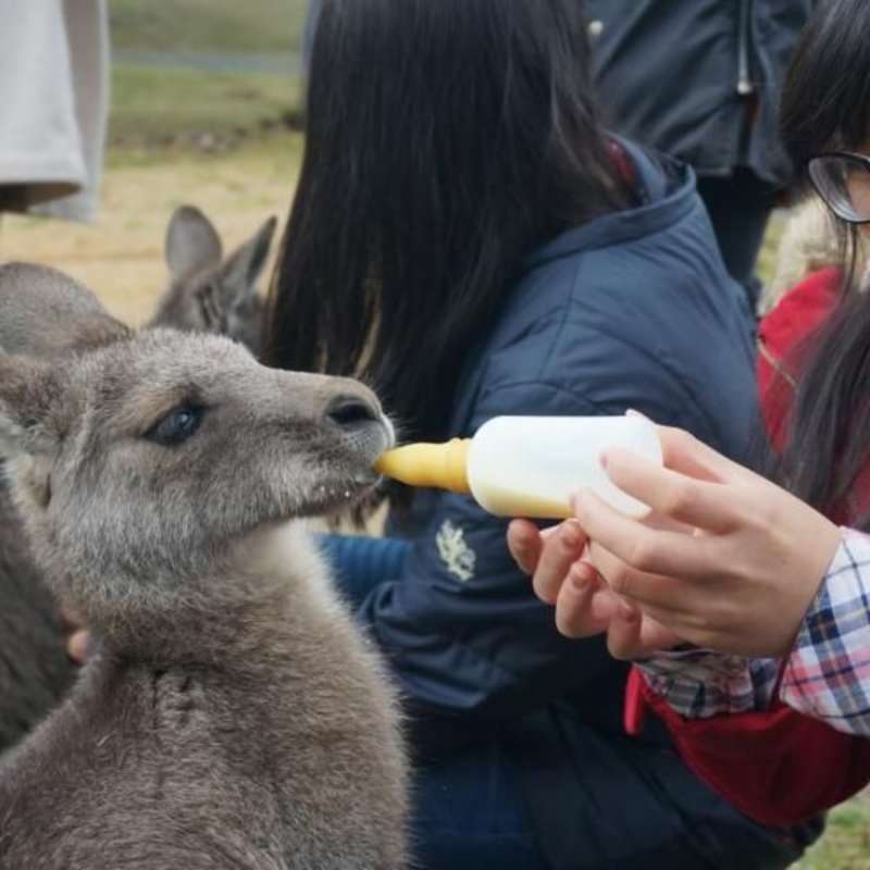  GoEco Australia - Wild Animal Sanctuary