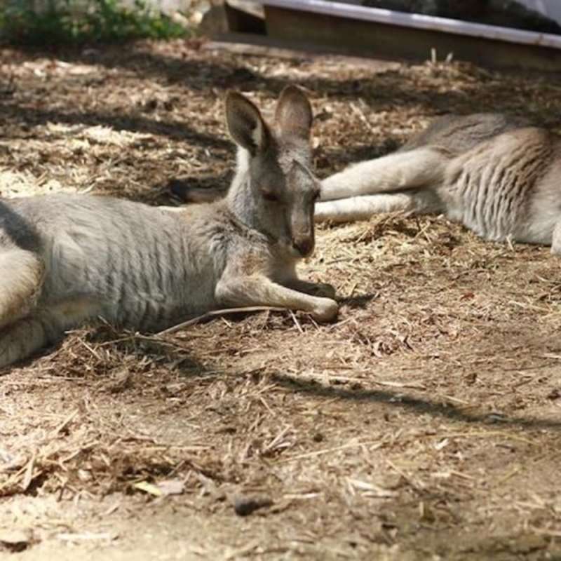 Volunteer in Wildlife Conservation