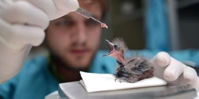 Support Avian Conservation Research through the National Aviary. Researchers come to the field of avian conservation biology for many reasons.