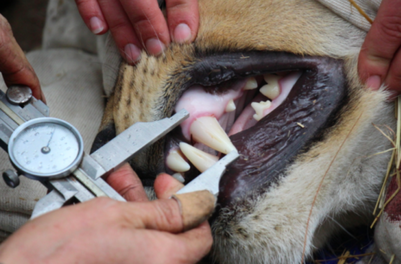 Teeth examination Bulawayo Wildlife Rescue Sanctuary in Zimbabwe