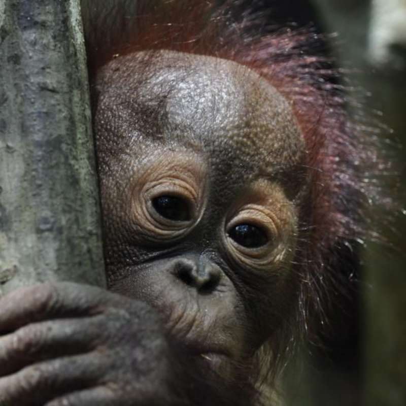 A baby orangutan peering from behind a tree