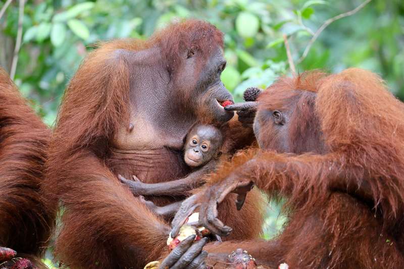Baby Orangutan
