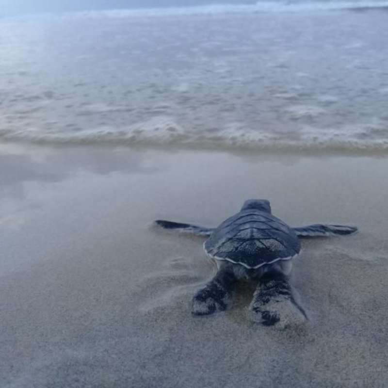 sea turtle nest monitoring