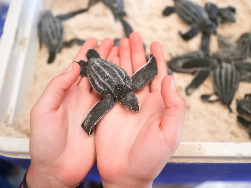 Baby turtle