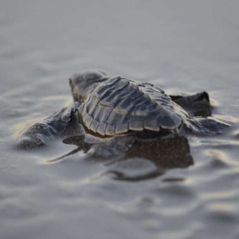 Baby turtle in nearby Ostional