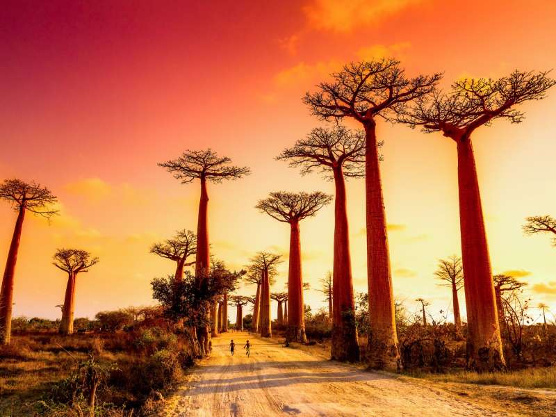 Baobab trees at sunset