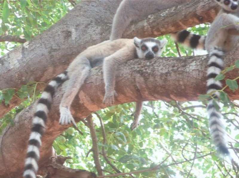 SIT Study Abroad: Madagascar: Biodiversity & Ntrl. Resource — photo 3