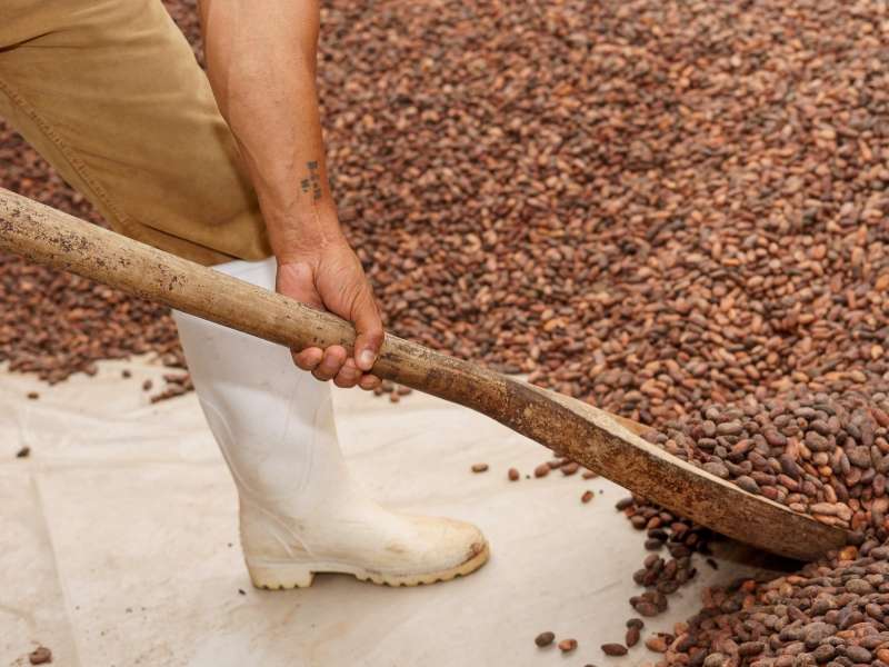 Bean-to-Bar Chocolate & Sustainable Communities Internship