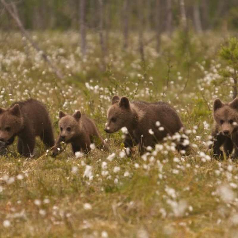 bear cubs in nature