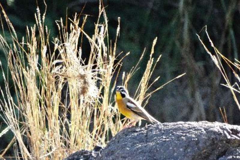 Beautiful bird