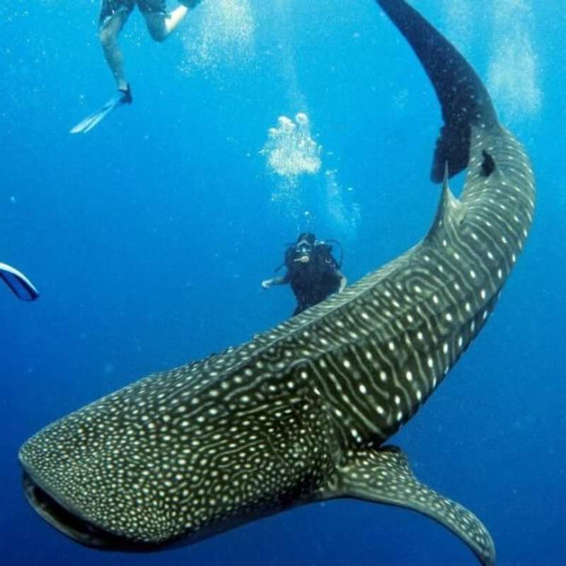 Goeco Belize - Private Island Marine Experience