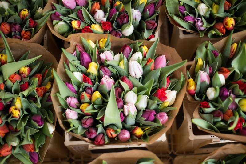 Amsterdam tulip season