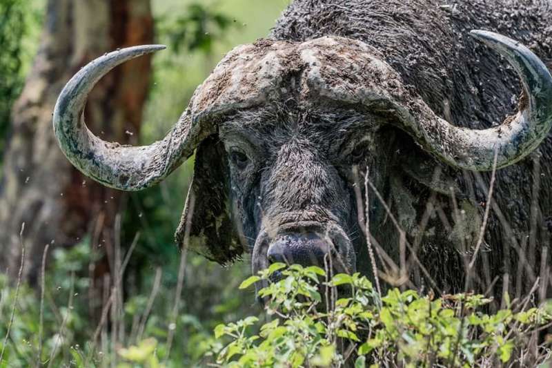Big five safari