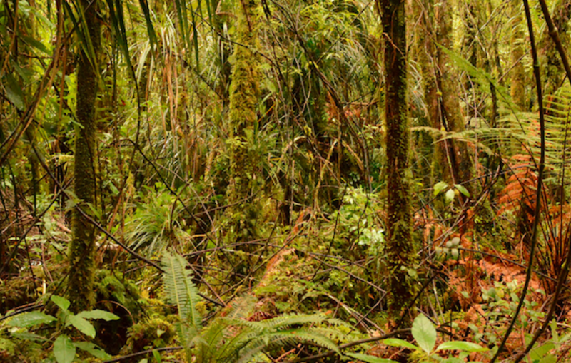 Volunteer in Nature Conservation
