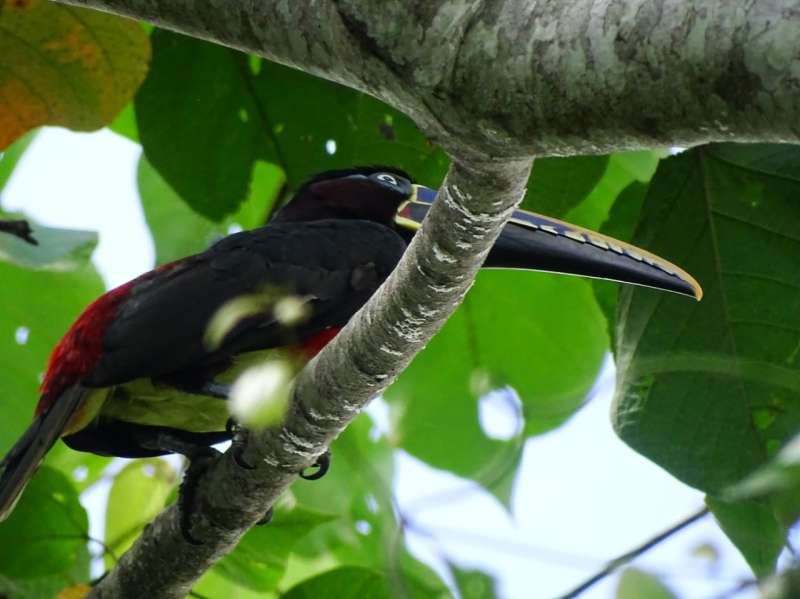 Biology Research Internship in Peru