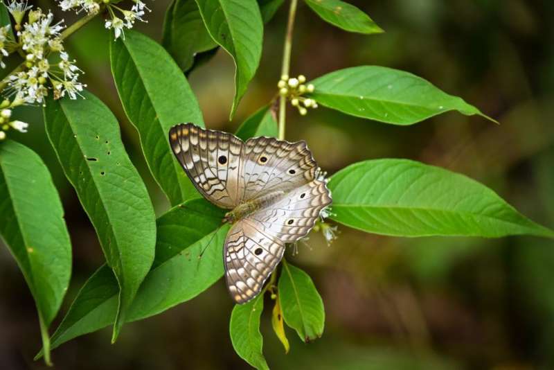 Biology Research Internship in Peru