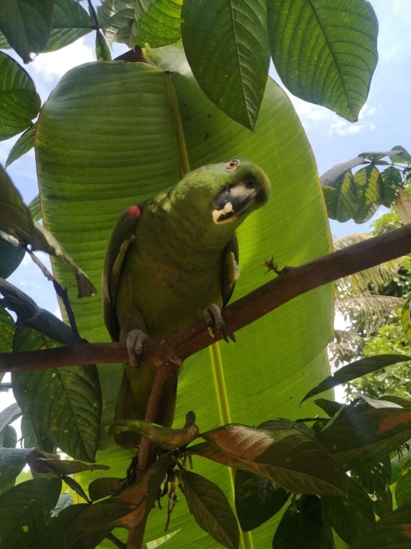 Biology Research Internship in Peru