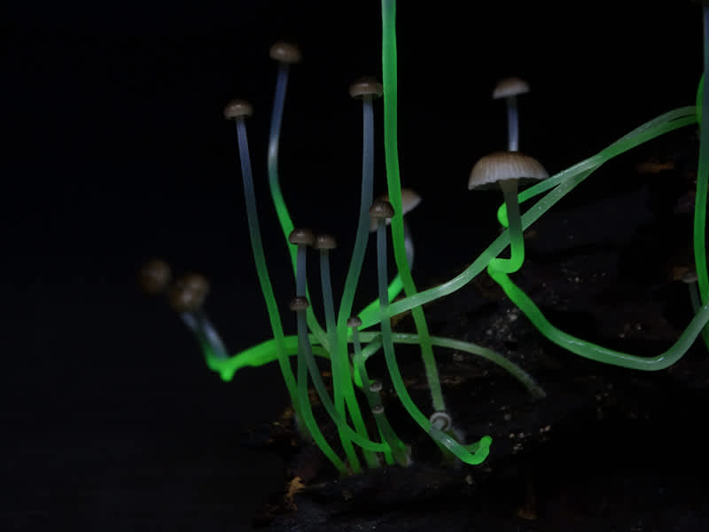 Bioluminescent Mushrooms