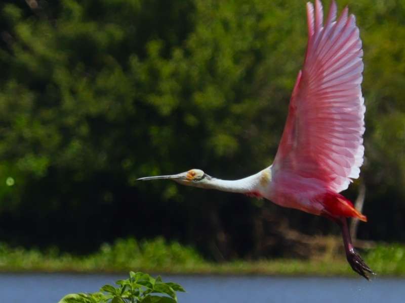 Bird Watching