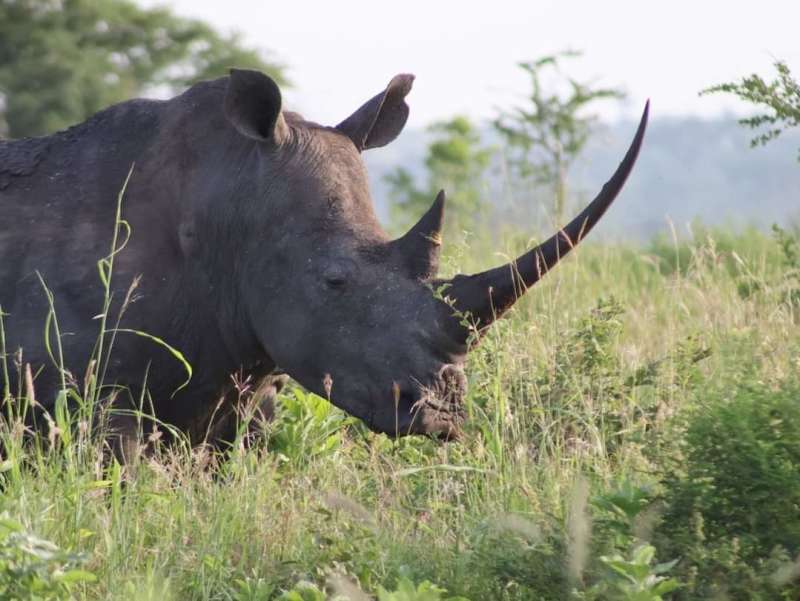 Black rhino at Masai Mara