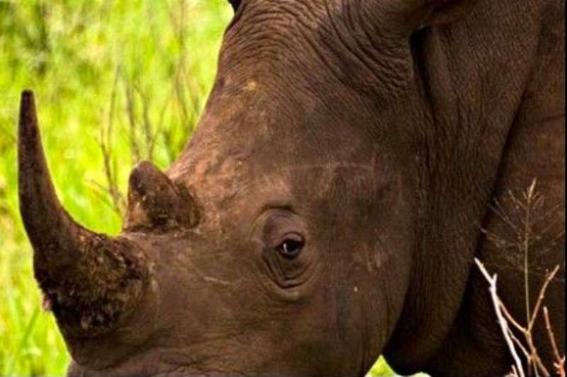 Black rhino