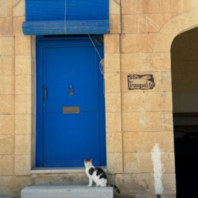 blue accent door and cat