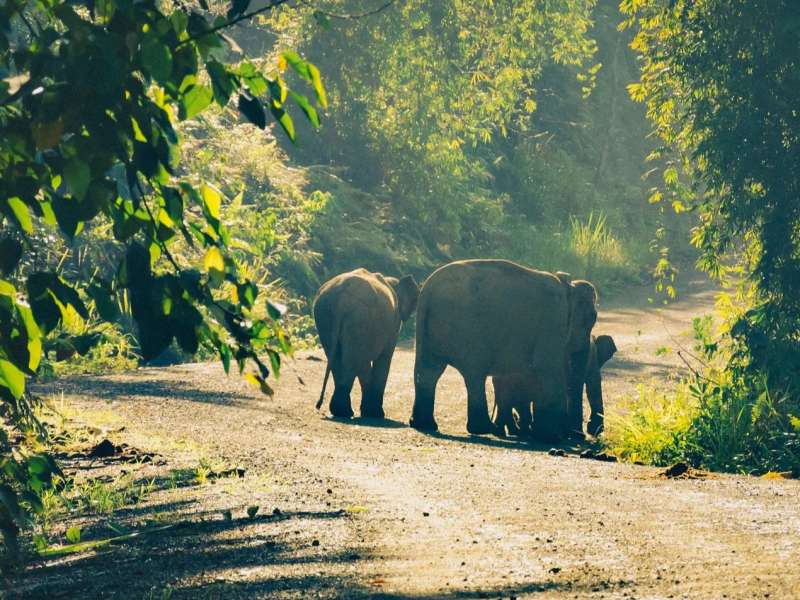 Borneo Elephants