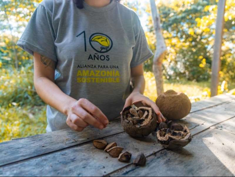 Brazil nut fruit (Bertholletia excelsa), a key species in Amazon reforestation.