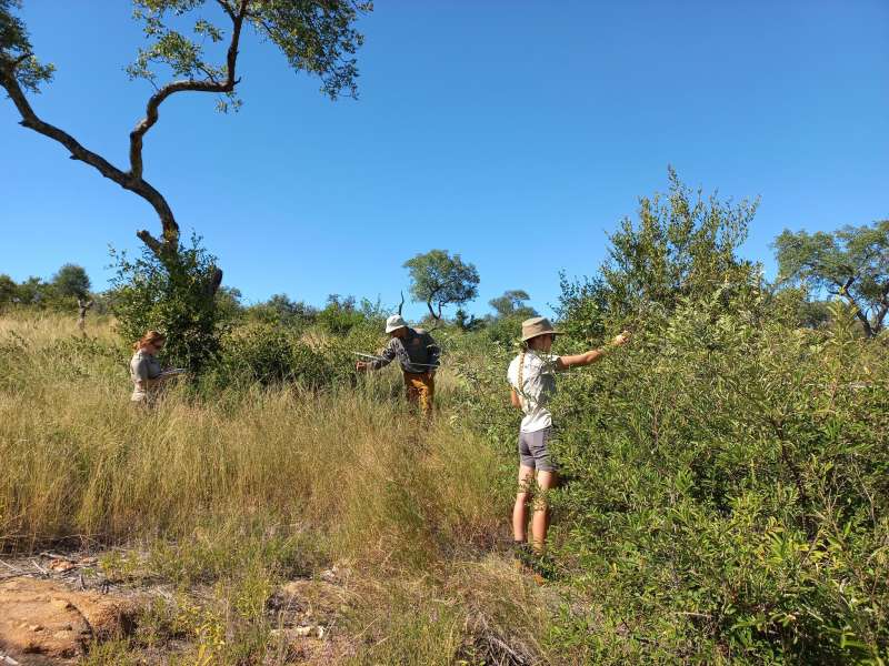 BSc Level Conservation Research Internship in South Africa