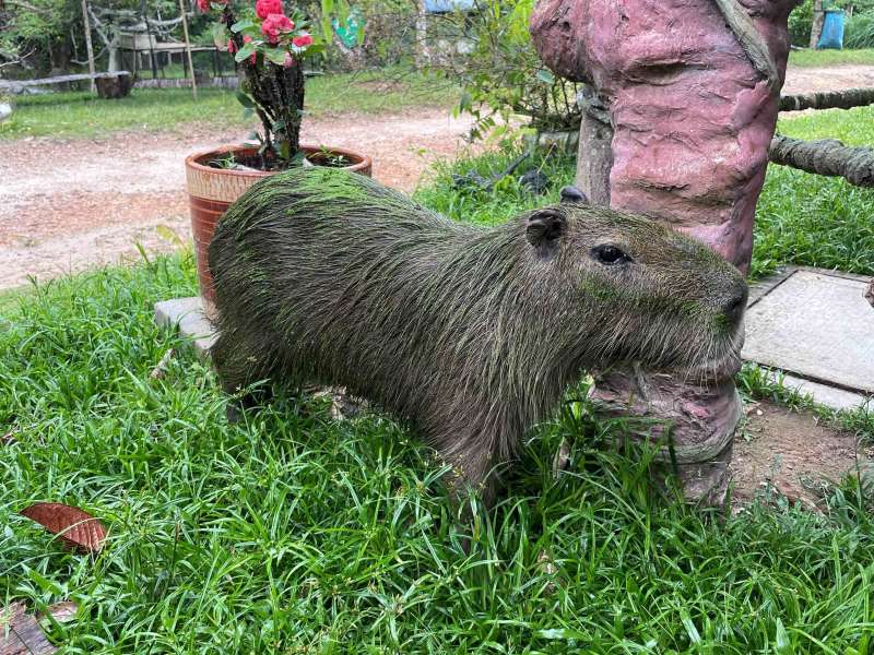 Bucaramanga Animal Rescue Volunteer Program