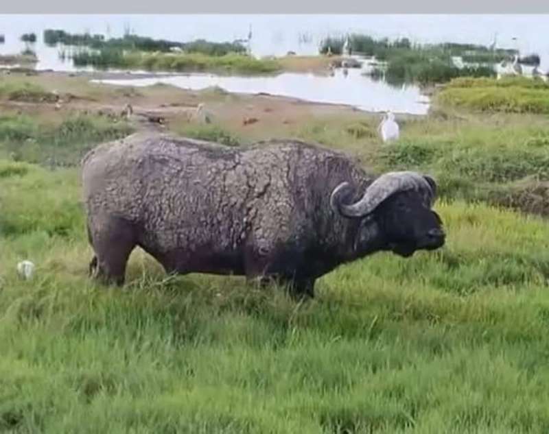 Buffalo at Amboseli