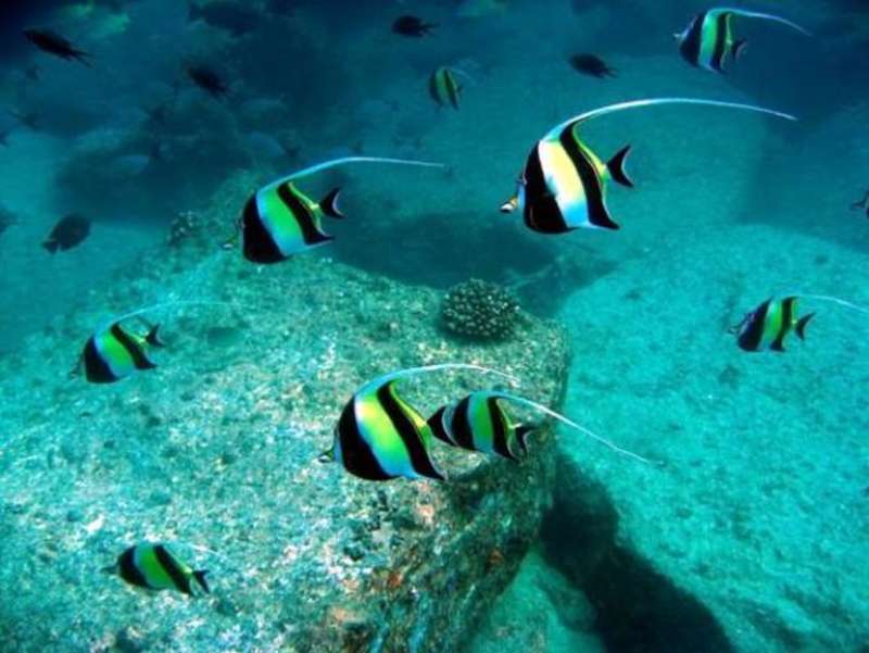 Seychelles - Scuba Dive for Research and Conservation — photo 6