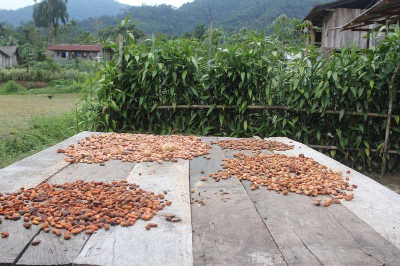 Cacao beans drying in the sun.