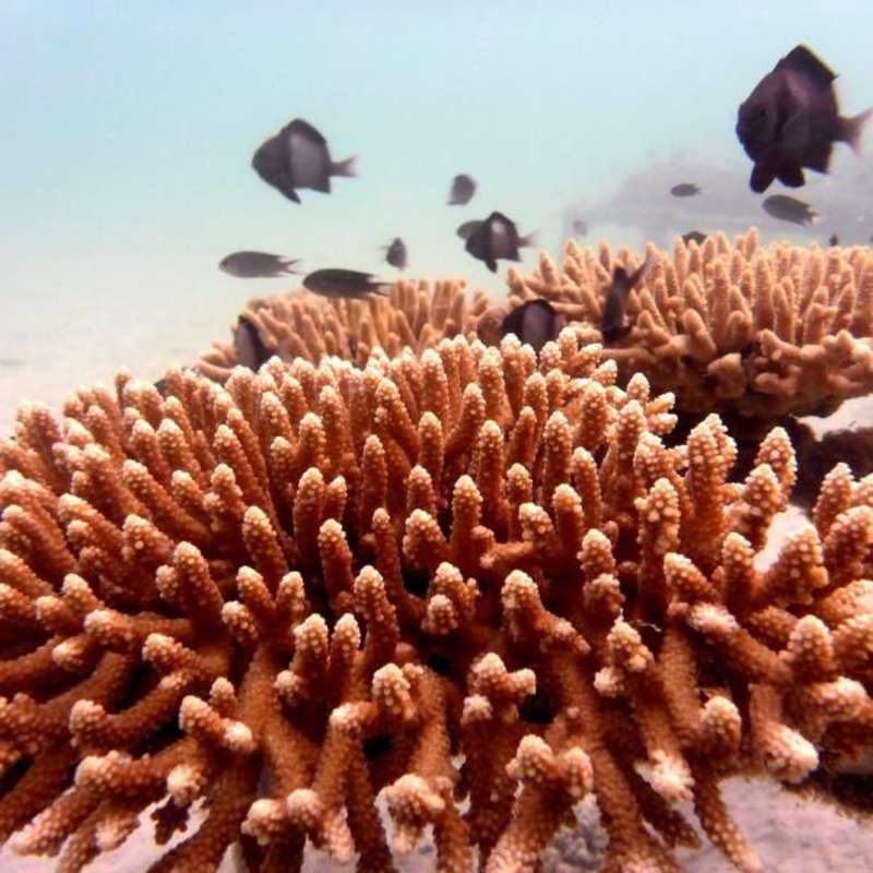 Coral farming assistant in Cambodia