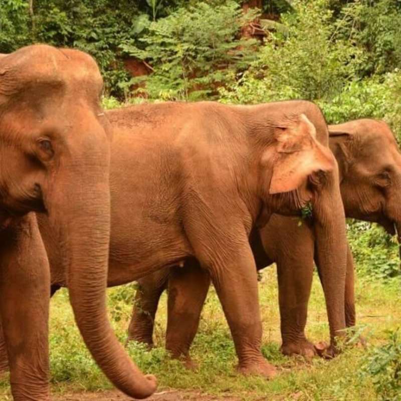 GoEco Cambodia - Elephant Sanctuary & Forest Conservation