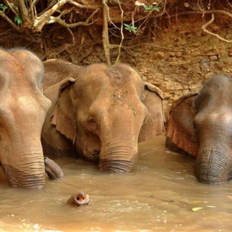 GoEco Cambodia - Elephant Sanctuary & Forest Conservation