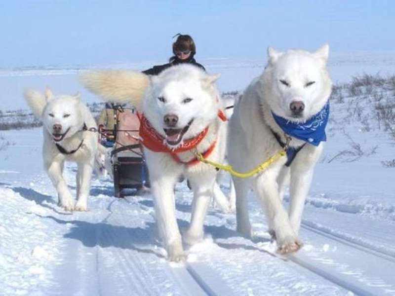 Huskies in snow