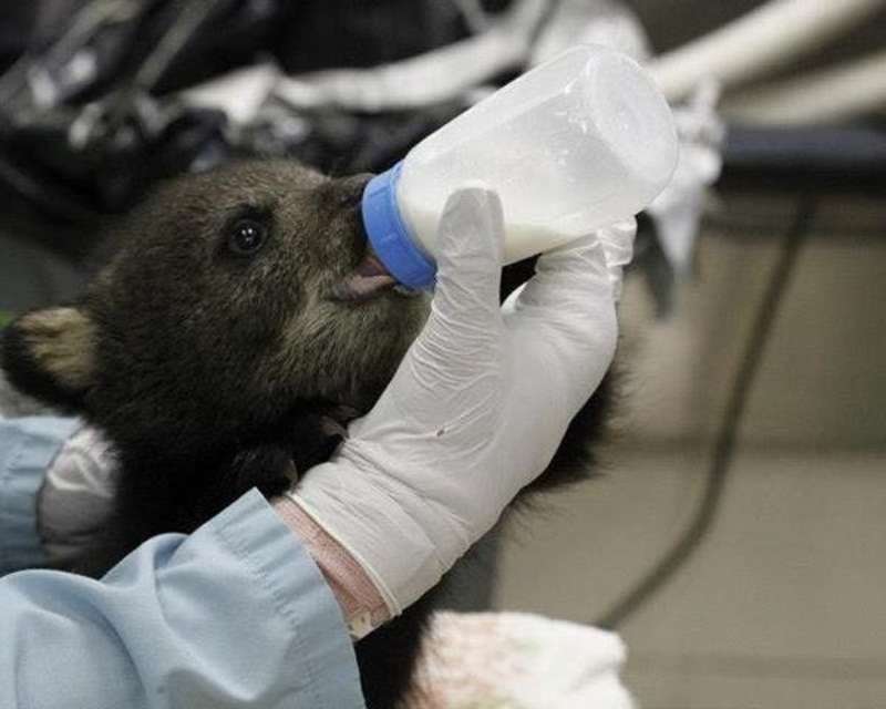 feeding mammals