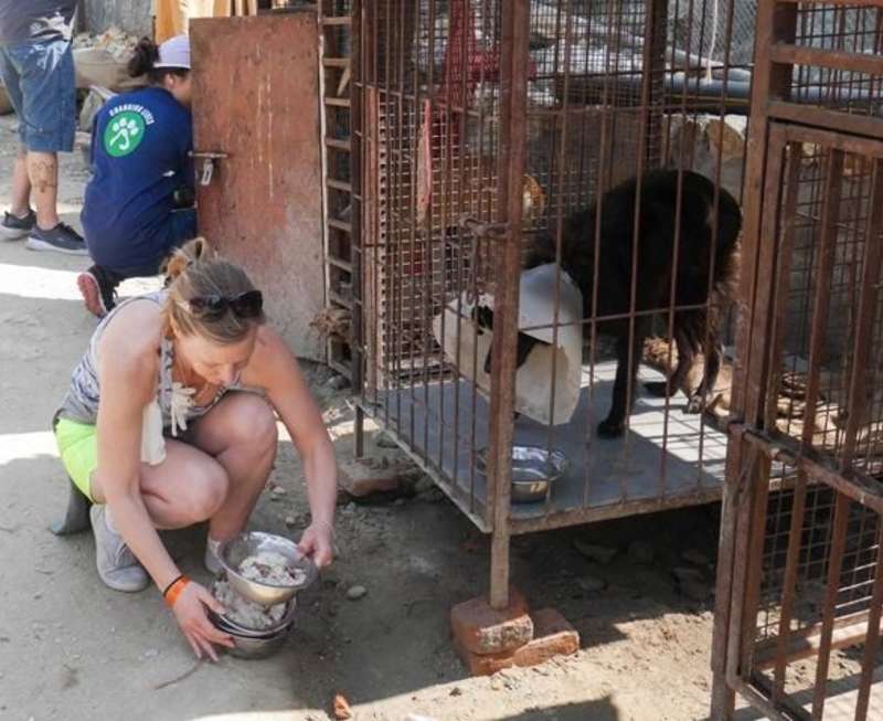 Canine Rehabilitation Kathmandu - feeding the dogs