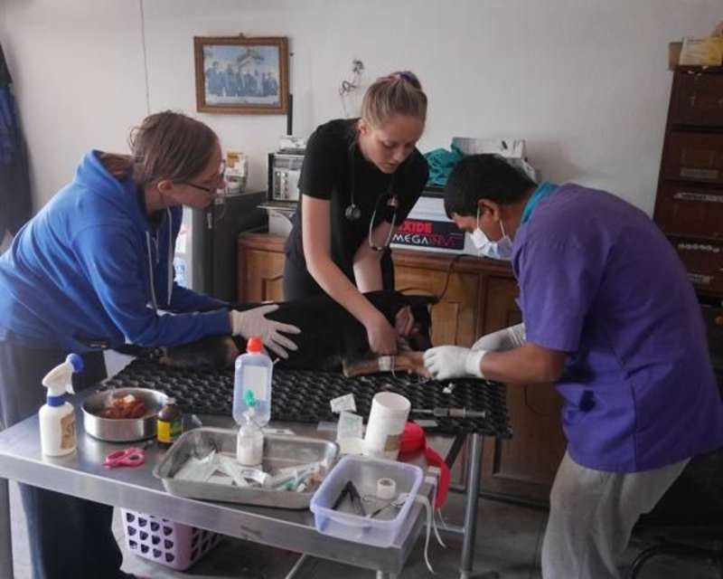 Canine Rehabilitation Kathmandu - assisting with a procedure