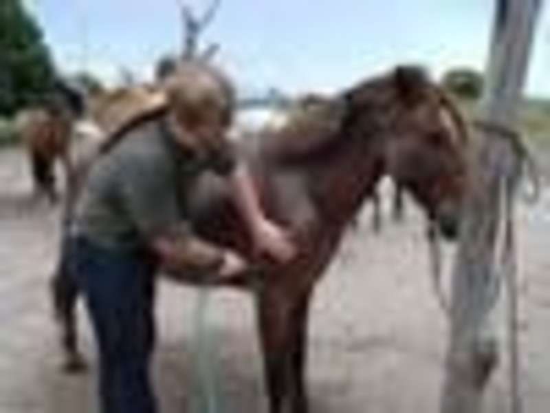 Care of horses