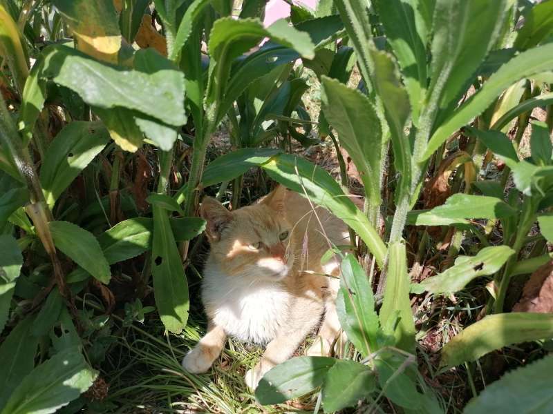 Cat hiding behind the plants