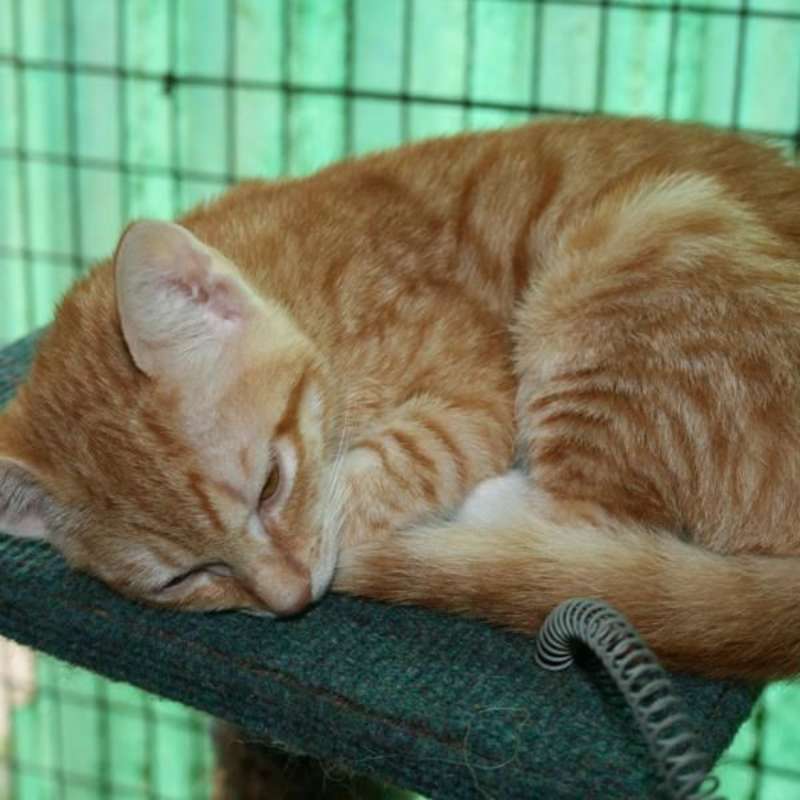 GoEco South Africa - Animal Rescue and Veterinary Shelter