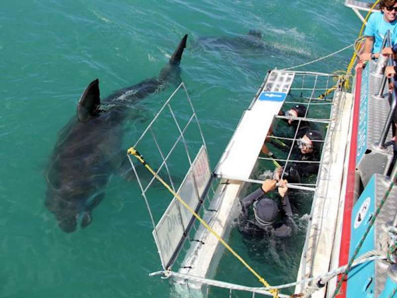South Africa - Great White Shark Conservation — photo 1