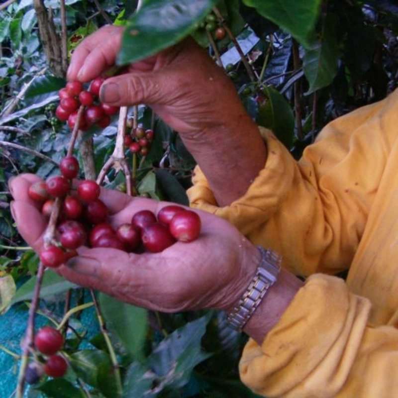 harvesting coffee beans