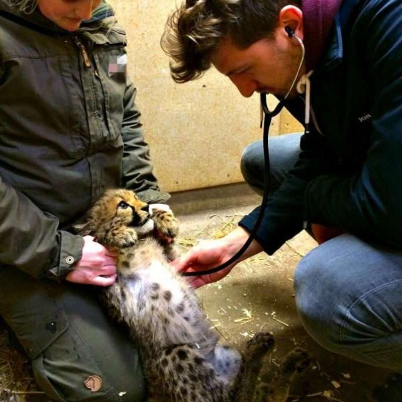 Veterinary Internship