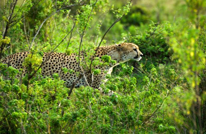 Cheetah at Masai Mara
