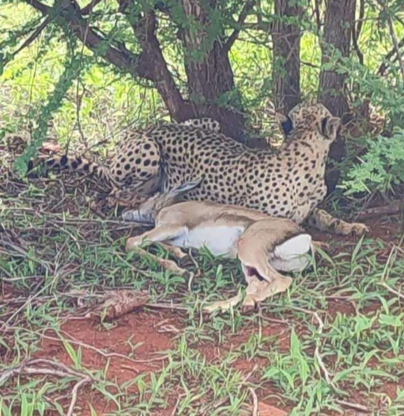 Cheetah with her kill