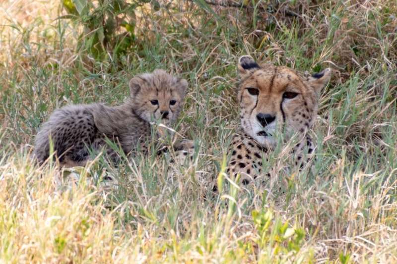 Cheetah 